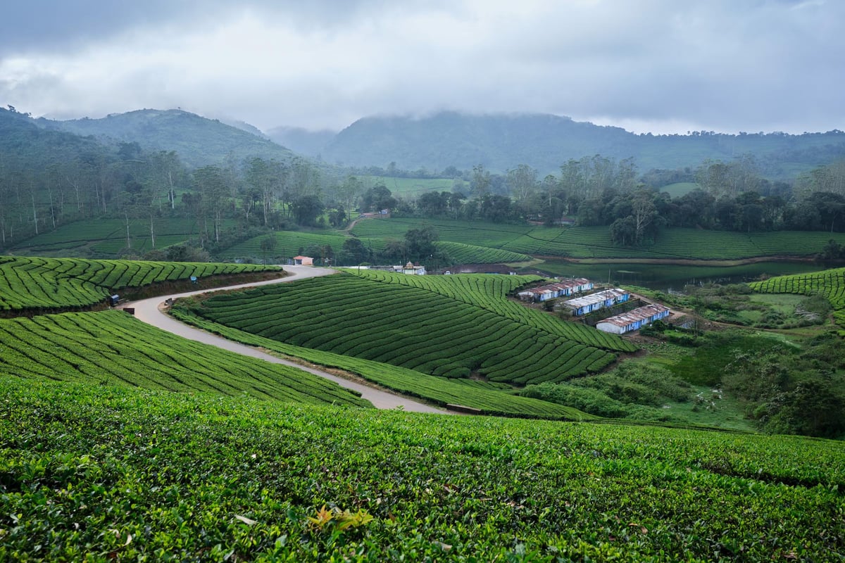 Rolling tea estates across the misty Meghamalai hills