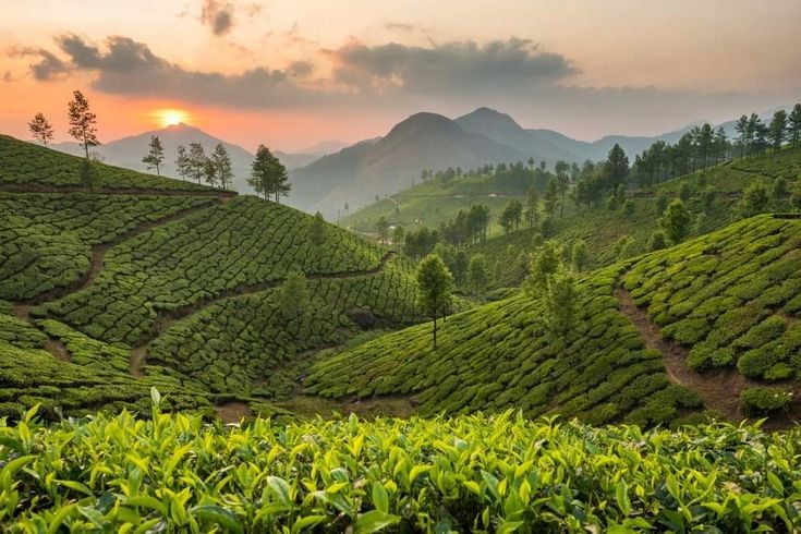 Sunrise over green tea plantations in Munnar
